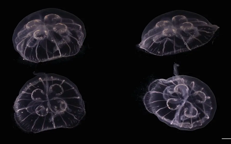 Spesies Ubur-Ubur Baru Ditemukan di Teluk Meksiko, Ilmuwan Ungkap Siklus Hidup Lengkap